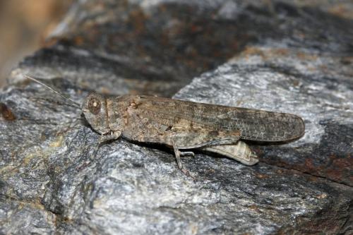 Réf. 312 287 : Sphingonotus rubescens rubescens
